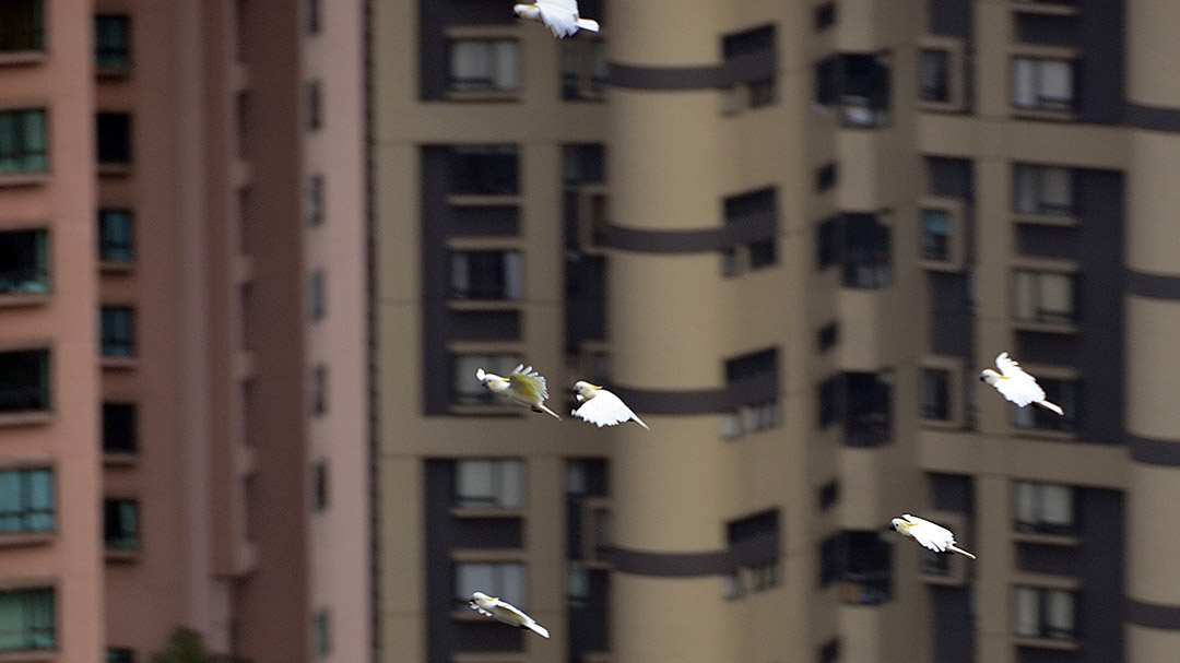 _GUI2889 Hong-Kong