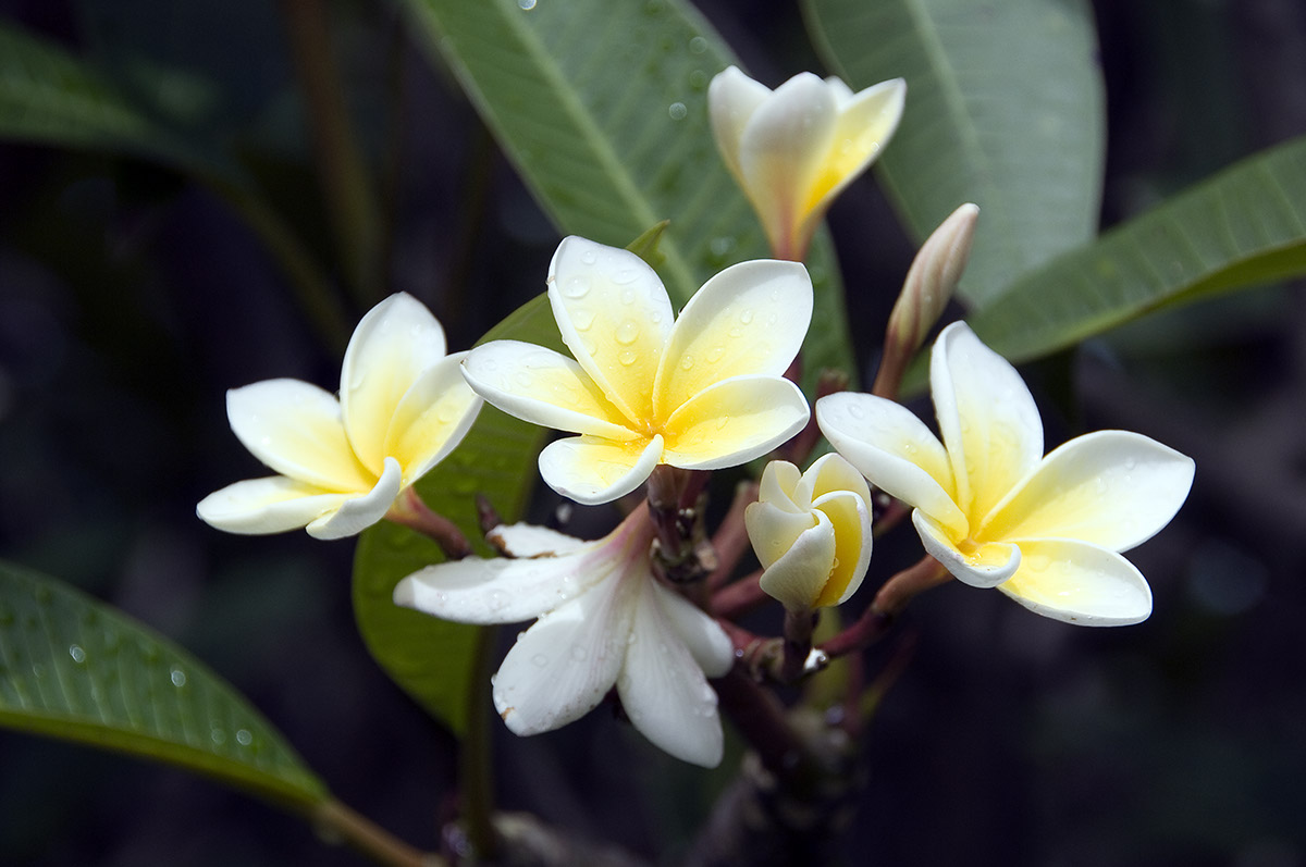 _DSC3622 Fleurs AL
