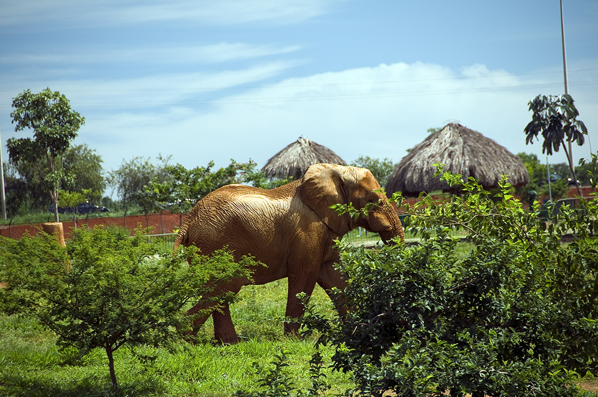 _DSC3763 Éléphant AL