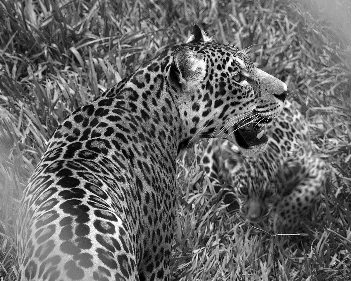 _BRA3250 Jaguars crop AL US N&B