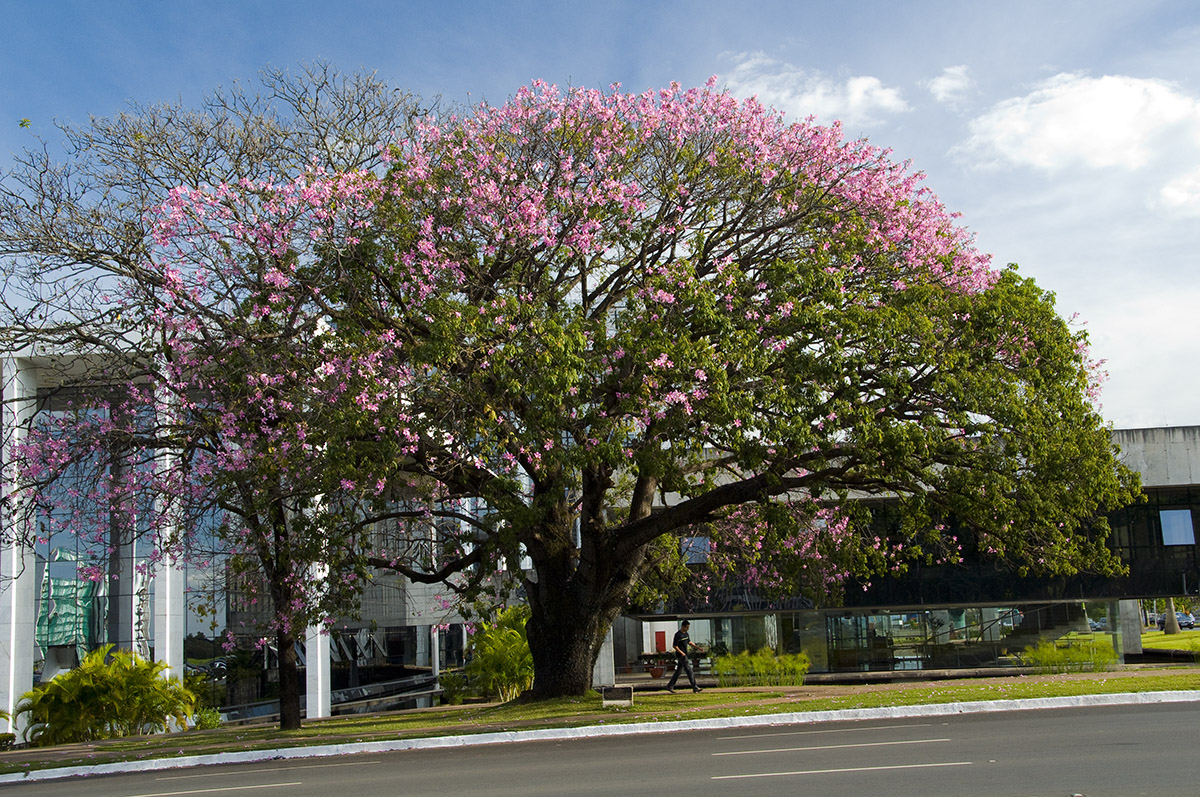_BRA8405 Brasilia