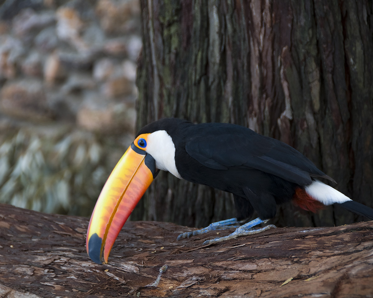 _DSC1451 Toucan crop