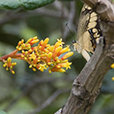 _DSC3728 Papillon crop AContr
