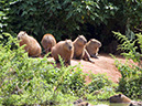 _DSC3764 Capivaras AL