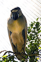 _DSC3786 Oiseau crop AA