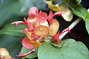 _DSC0239 Braslandia AL