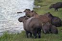 _DSC4116 Capivaras crop AA