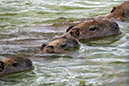 _DSC4139 Capivaras crop AA crop