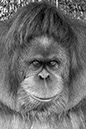 _BRA3174 Orang-Outang crop3  ALev US N&B