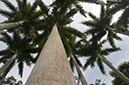 _DSC0310 Brazlandia 