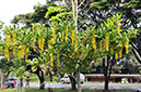_BRA8246 Brasilia